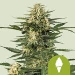 green-gelato-automatic-1.jpg