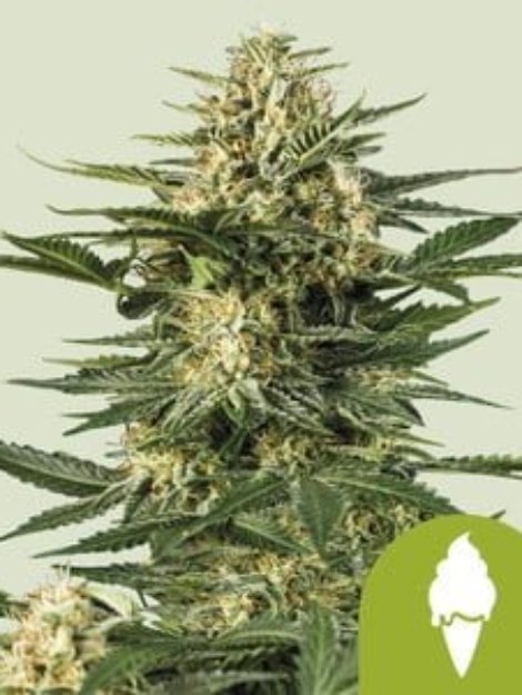 green-gelato-automatic-1.jpg