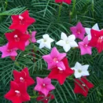 morning-glory-cypress-vine-mix-1