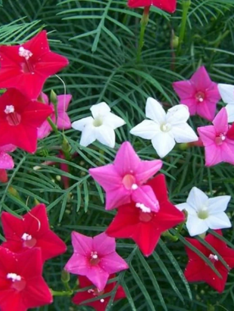 morning-glory-cypress-vine-mix-1