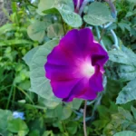 morning-glory-grandpa-ott-cp-2