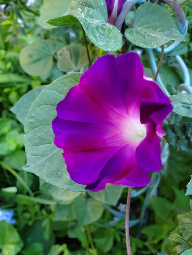 morning-glory-grandpa-ott-cp-2