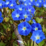 morning-glory-heavenly-blue-1