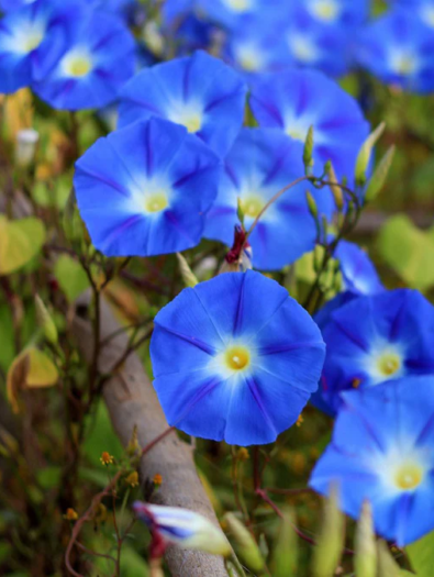 morning-glory-heavenly-blue-1