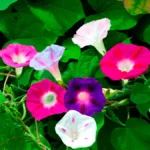 morning-glory-imperial-mix-1