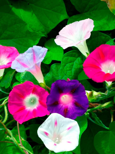 morning-glory-imperial-mix-1