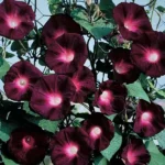 morning-glory-knowlians-black-1