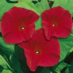 morning-glory-scarlett-ohara-1 (1)