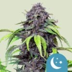 purplematic-cbd-1.jpg