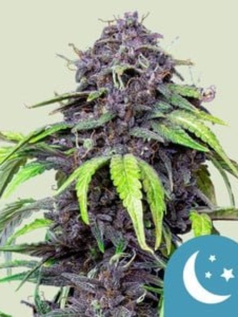 purplematic-cbd-1.jpg