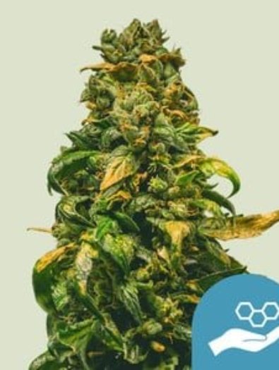 solomatic-cbd-1.jpg