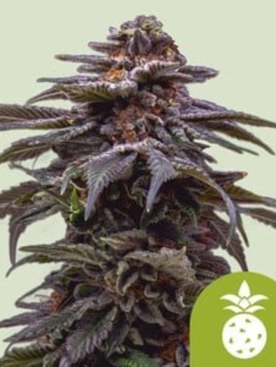 tropicana-cookies-purple-automatic-1.jpg