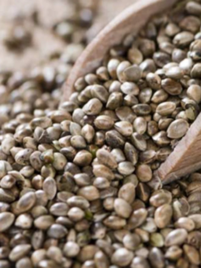 hemp-seeds-1000x1000